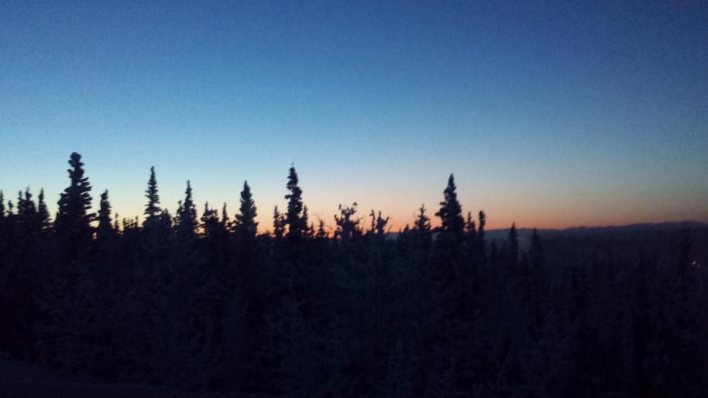 Wild Alaska tweet media