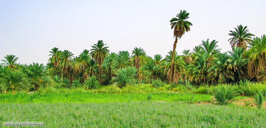 sudaninphotos's tweet photo. Jarra Island, Al Dabbah 
جزيرة جرا الخضراء، الدبة. ولاية الشمالية #السودان  

#sudan #dabbah #isalnd #nile #palms http://t.co/KAX3eQmtiI
