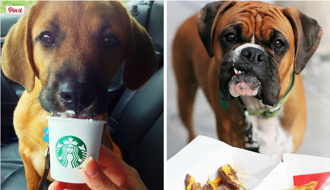 DogGoneMissing's tweet photo. The Ultimate List of Companies With Secret Menus and Free Products For Your Pup - http://t.co/dx7DtH6SbY #pets #dogs http://t.co/jBf6X1AWvo