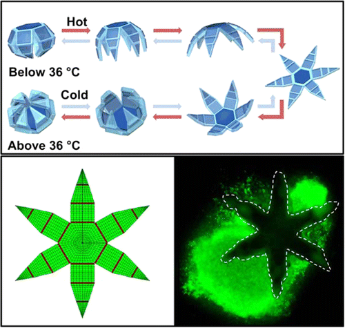 cynthiaetcook's tweet photo. Tiny robotic 'hands' could improve cancer diagnostics, drug delivery #Chemistry http://t.co/ReYjceN2oR http://t.co/F8JpApxadz