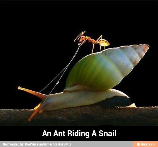 Jhadden35's tweet photo. An Ant Riding A Snail  http://t.co/TLUrtMjJJ6 http://t.co/aqJjvHww06