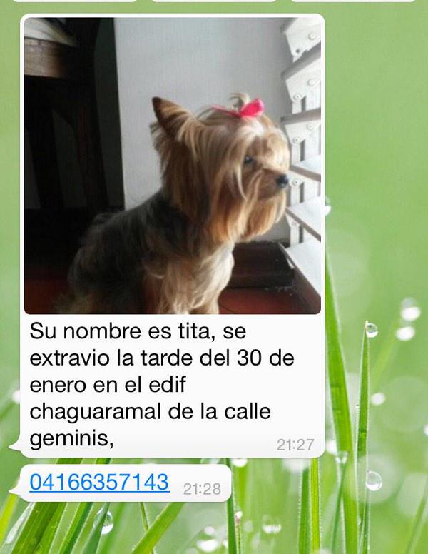 NotiCampina's tweet photo. REPORTA @poitacantora TITA EXTRAVIADA EN @SoydeSantaPaula Ccas PERO PUEDE ESTAR EN CUALQUIER PARTE vìa @PerrosPCcs http://t.co/DwDFRlFT9d