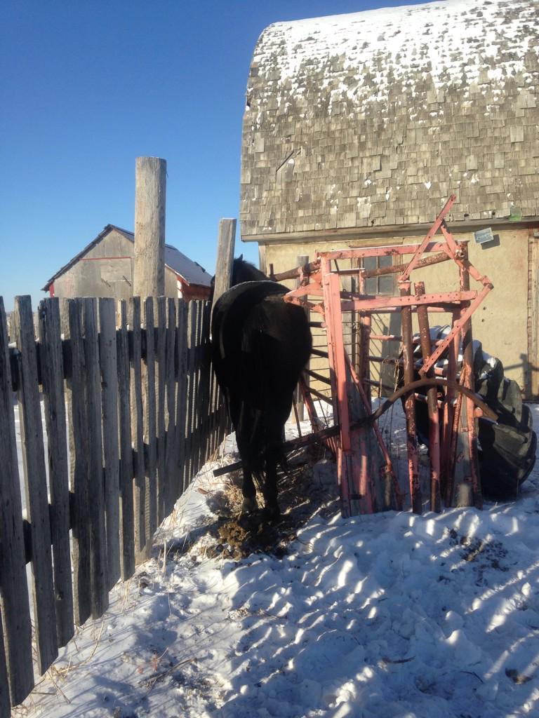 Stephan12262610's tweet image. Even good horses do stupid things #cantbackup #SaskProbz  #saskatchewanwinter  #sillyhorse #crazyproblems