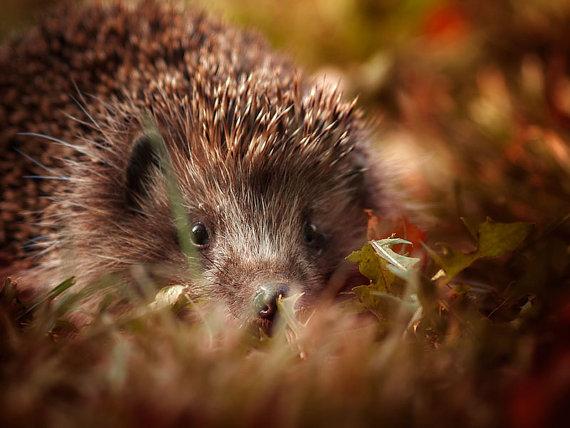 Animal #photography by @JolaZychlinska buff.ly/1zg5idk Cool Photography prints on this #EtsyShop