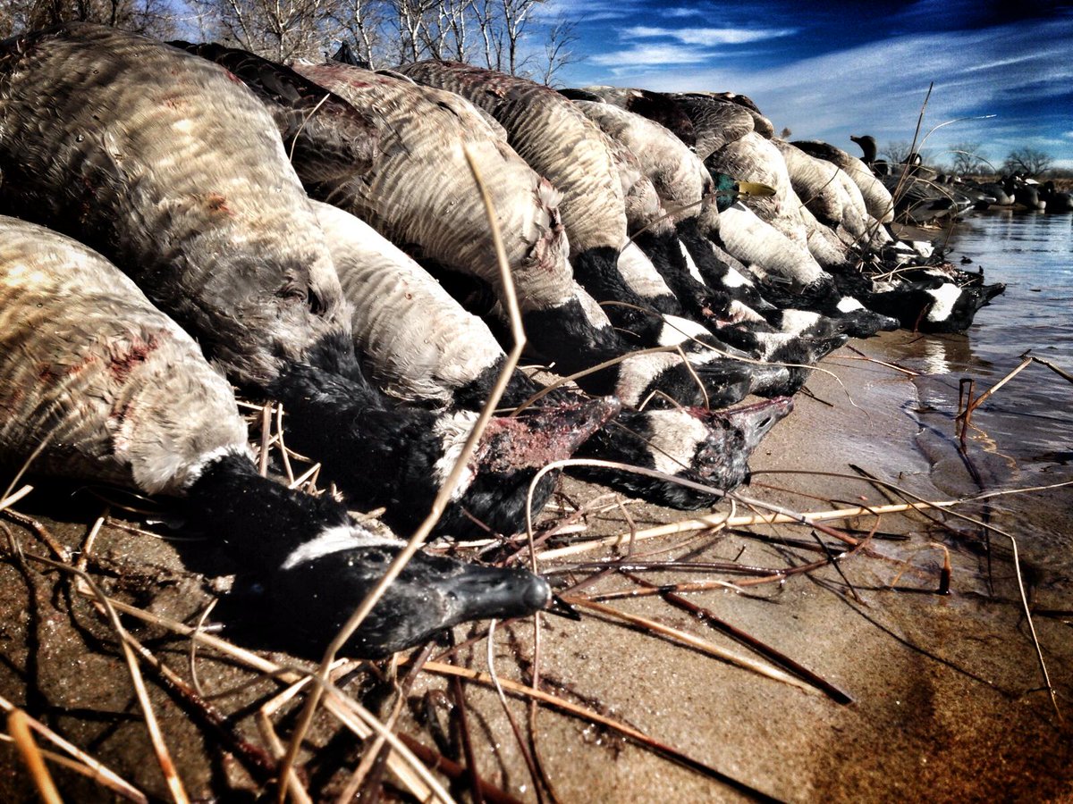 PTOutfitters's tweet photo. #WaterfowlWednesday Make a Pile! http://t.co/ipTFb5lCme