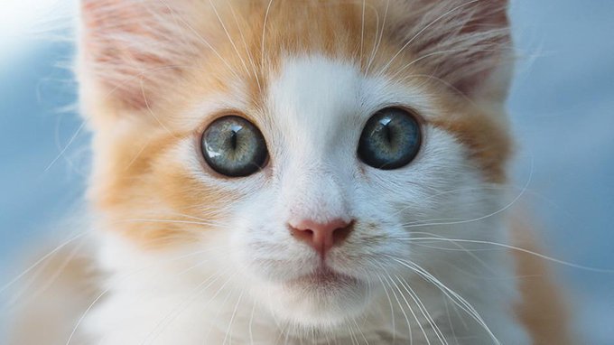 W H A T RT @mashable: Uber announces kitten delivery service in Australia, cat lovers go wild. http://t<a class="tags" target="_blank" title="On Twitter" href="/?out=eyJ0eXAiOiJKV1QiLCJhbGciOiJIUzUxMiJ9.eyJpYXQiOjE3MjYzNzgwNDcsImlzcyI6InR3cG9ybnN0YXJzLmNvbSIsIm5iZiI6MTcyNjM3ODA0NywiZXhwIjoxNzU3OTE0MDQ3LCJyZWRpcmVjdF91cmwiOiJodHRwczovL3R3aXR0ZXIuY29tL21hc2hhYmxlIn0.6FSstTQ639l4msvLTf4lTUwSFNiEJd2nyiOaU8EkICseL_mBGd5Xg5XySzrE1gruxjp_BeYu6PAJhrQLYkRHIw">@mashable</a>