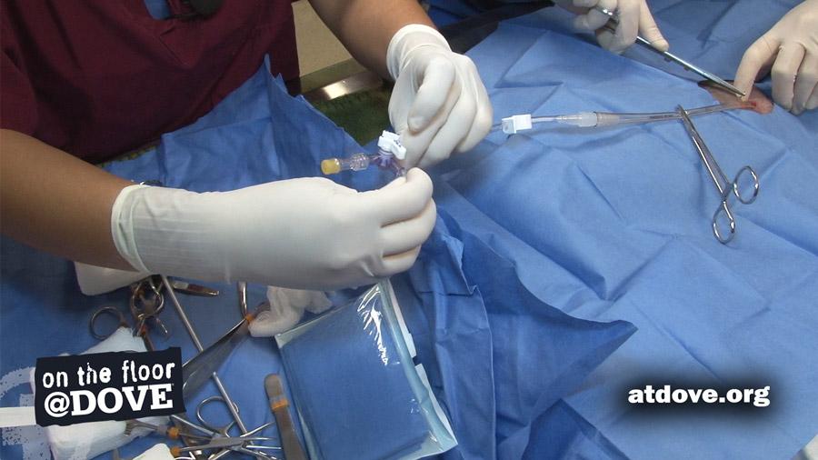 atdoveorg's tweet image. Unlocked for @VSIPP - Placing bilateral chest tubes in a #cat diagnosed with #pyothorax: s.atdove.org/2W7