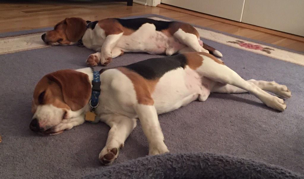 MULARAH's tweet photo. All Beagles deserve life outside a cage! http://t.co/NuT9HgrRKH #bfp #freebeagles #dpism http://t.co/yeRo09Mz5m
