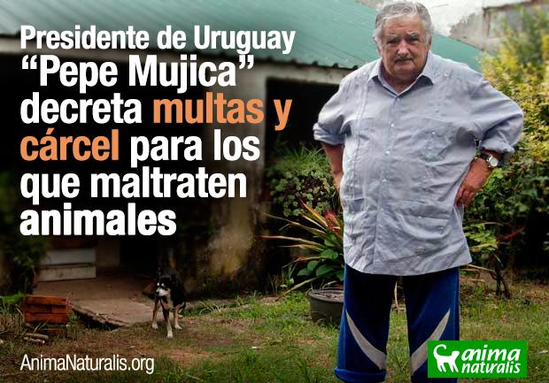 marcebasandoca's tweet photo. Deberíamos aprender del gran Pepe Mujica #NoALaCazaDePerrosEnChile http://t.co/b9LCdb9zjm