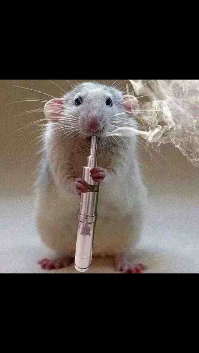 WARNING! Vaping dangerous to lab mice. If seen vaping, report owner to nearest humane society at once!