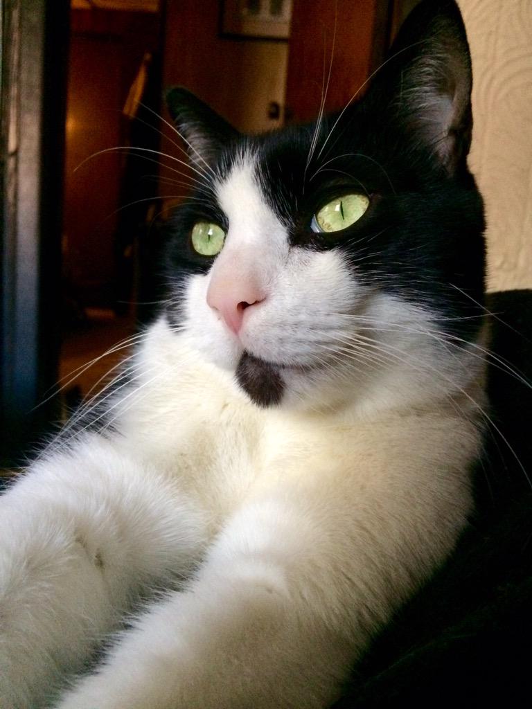 katlovescolor's tweet photo. Saying a prayer friend @kristin_lillian's beloved kitty! Please send positive thoughts Dexter's way! #DexterStrong http://t.co/29D7Ay9cvA
