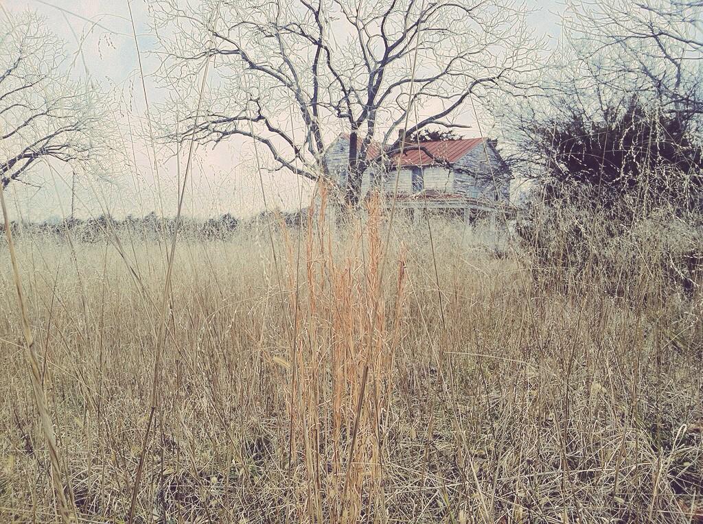TreePorn__ tweet picture