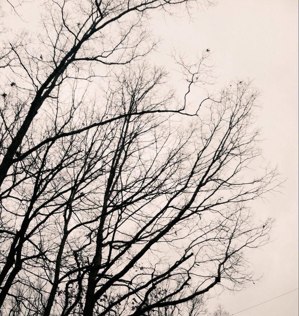 TreePorn__ tweet picture