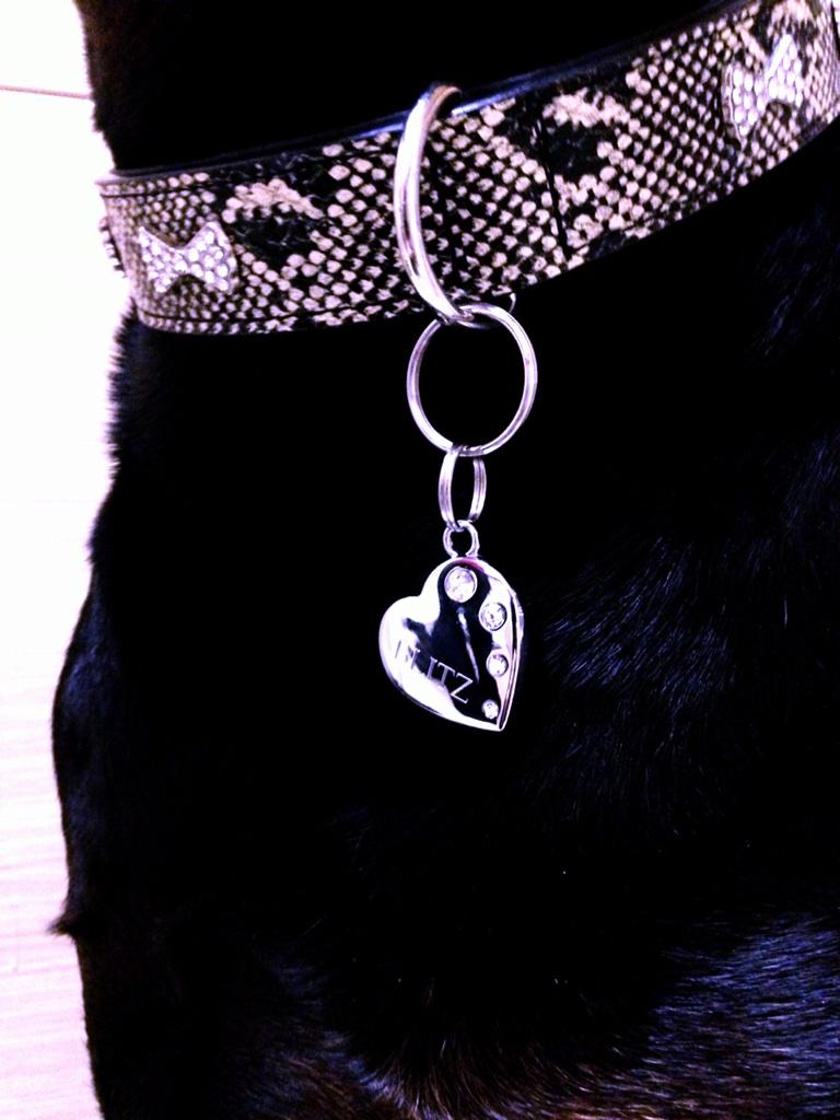 molitzvec's tweet image. Blitz's fancy new tag from @Tagiffany