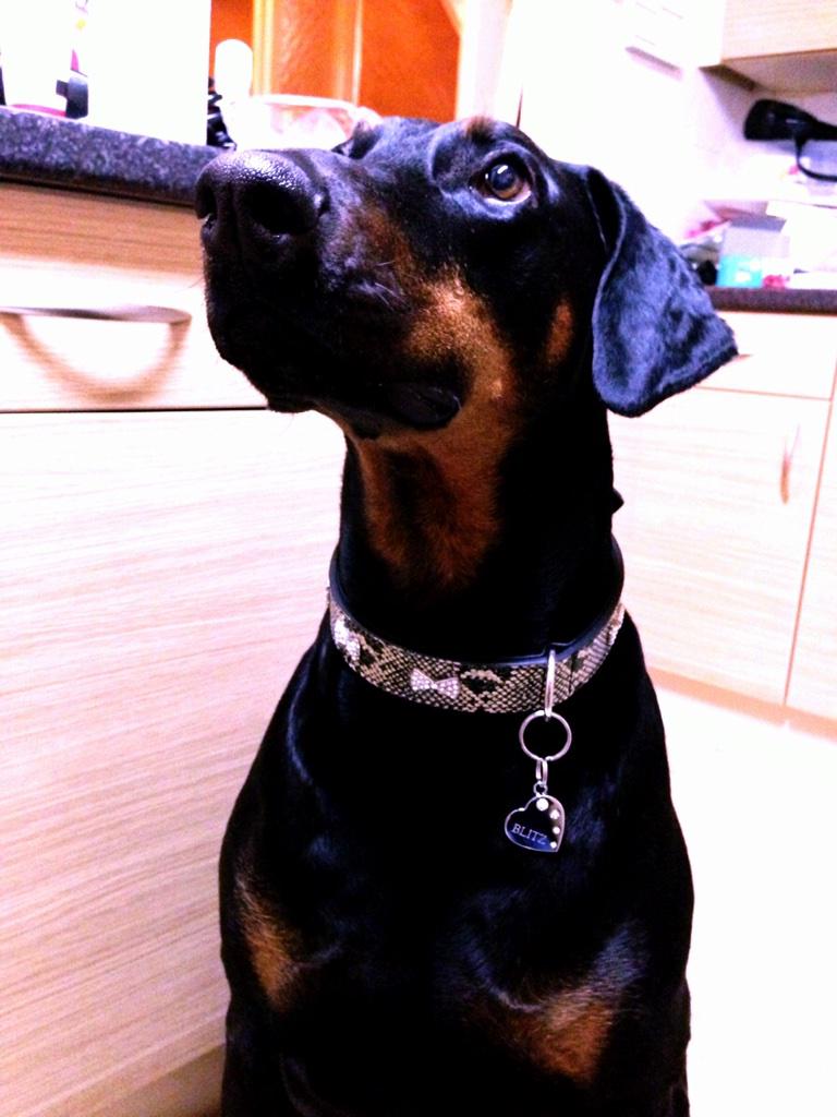 molitzvec's tweet image. Blitz's fancy new tag from @Tagiffany