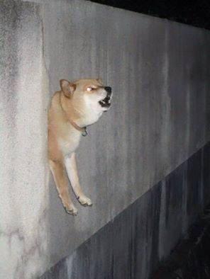 Ghost Doge.