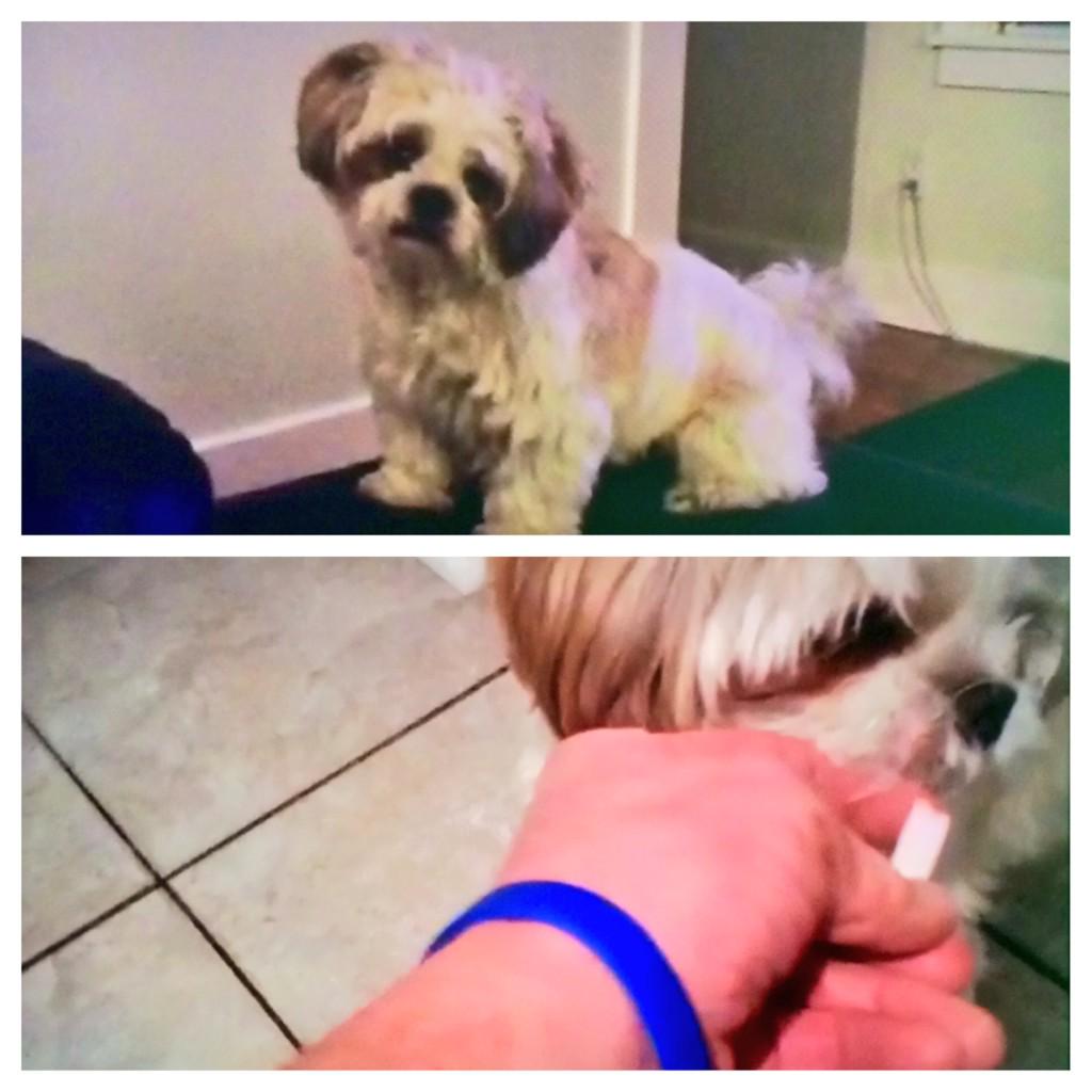 OffParB9N's tweet photo. Man v Dog @FarmersInsOpen: Does the paper eater have a better sense of @PGATOUR play @TheMattyBlake &amp; @shanebacon? http://t.co/RjCsaLJBve