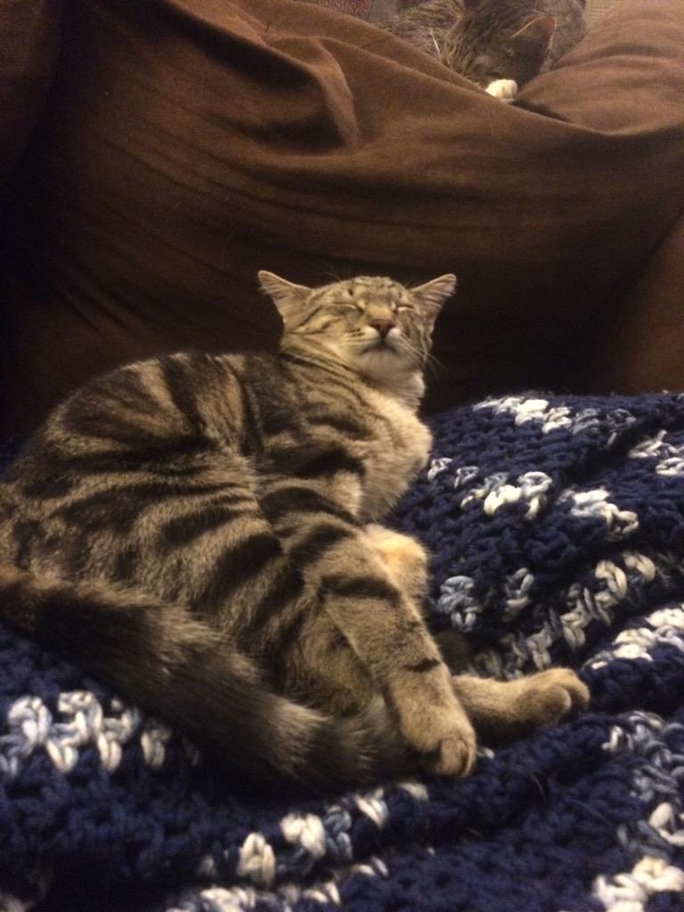 queen_lizardx's tweet image. Who couldn't love this little lion? (This is his new sleeping position of the week😂😂) #soFUCKINGcute😭😩😍