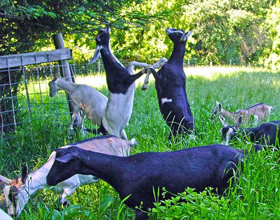 <a href="/FoodFynder/">FoodFynder</a> Thanks for nice post on <a href="/RedwoodHillFarm/">Redwood Hill Farm</a> artisan cheeses! Will check back for more 'finds'! ~Sharon