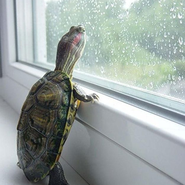 DogGoneMissing's tweet photo. "Have to go to work, but it's so warm in here." #turtle http://t.co/vKaeerStP6