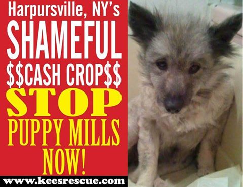 ksbaxter1's tweet photo. @HaveAHeartNY  NY Inspectors think this is fine, tell them no. S/S to let them know Sign/Share http://t.co/O8JKaQNZR2 http://t.co/xfExkl55Vt