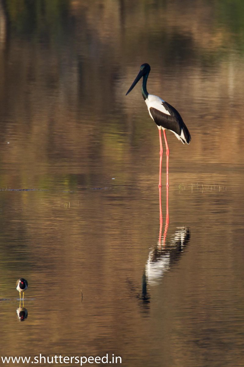 BirdinginIndia's tweet photo. Black Nacked Stork in Udaipur, Rajasthan, India #birding #indiabirding #birds http://t.co/QsTjogDoDI