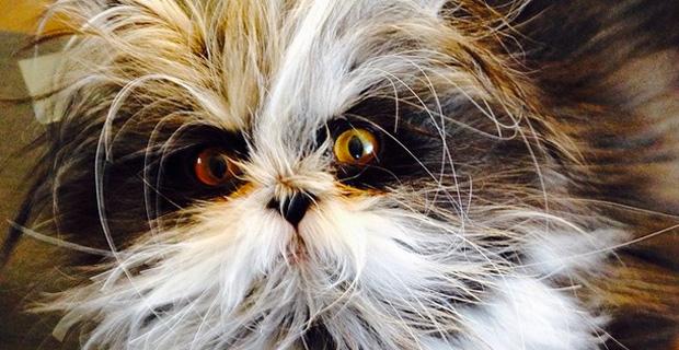 Meet Atchoum, a kitty with a death stare so good it hurts: lifelounge.com.au/the-lounge/new…