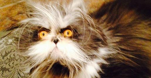 Hey, <a href="/Uber_Melbourne/">Now @Uber_Australia</a> do you have a kitty that looks like this? Is yes, please send our way... #Atchoum #UberKittens