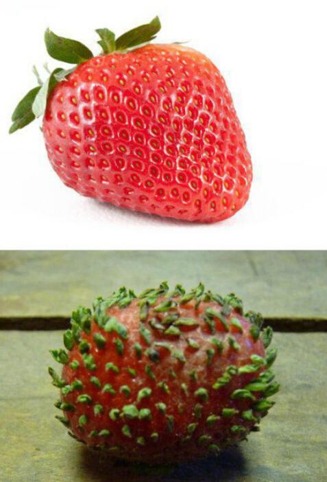 딸기에 대한 호감이 갑자기 사라졌어....