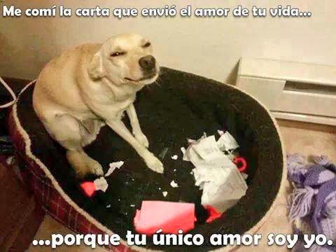 Alecellist's tweet photo. ❤️... Quiero un perrito 😭💕 http://t.co/DXCfPqBQfA
