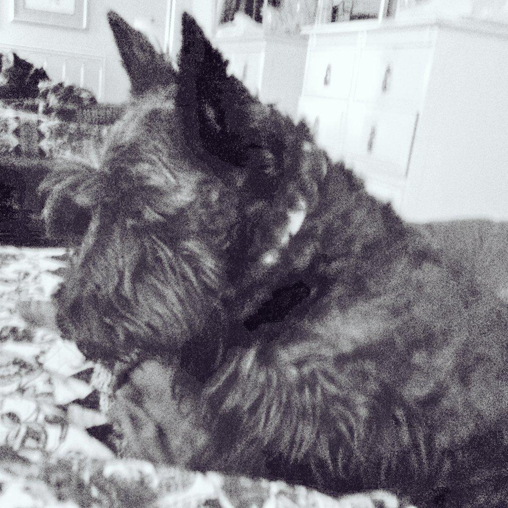 EbelGary's tweet photo. Mollie our scottie ready for bed... http://t.co/vxG6e2tkR0
