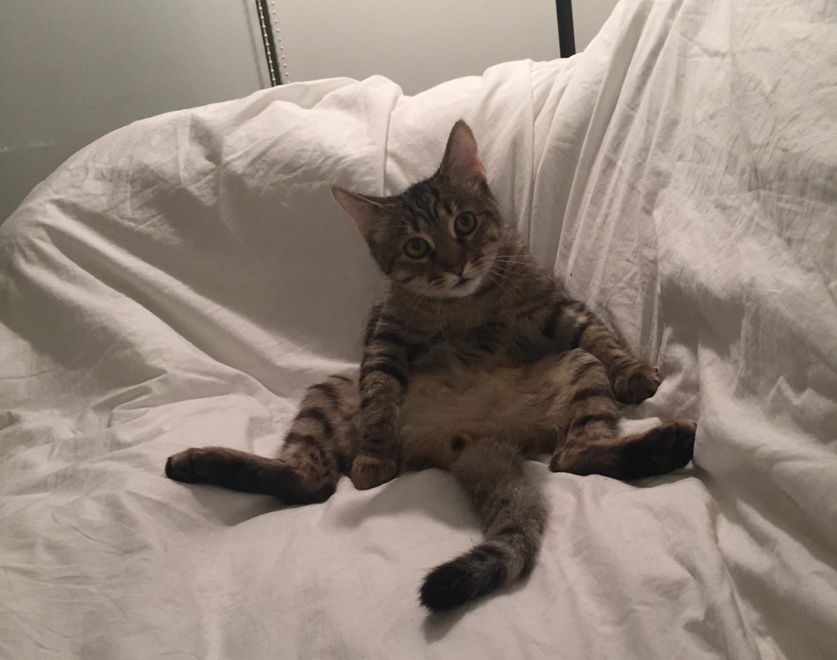 Raheem Kitty tweet media