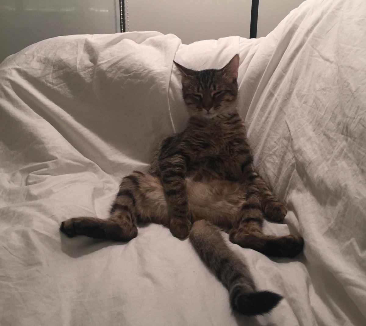 Raheem Kitty tweet media