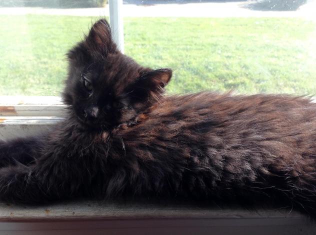 How #cute is Shock?! She is SO ready for her #adoption already! Check her out at awos.petfinder.com/shelters/CA449…