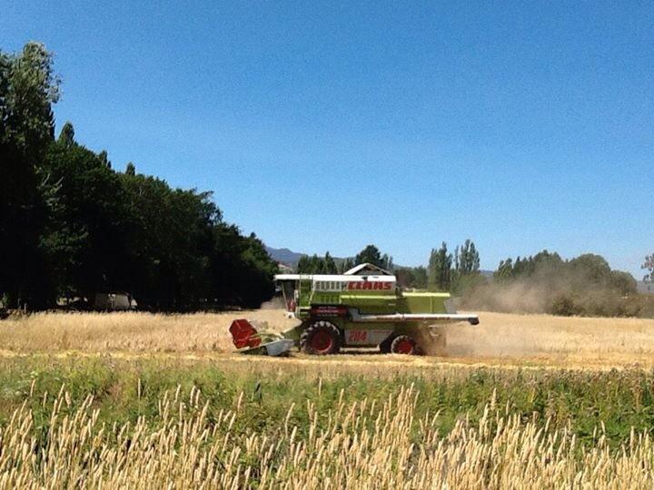 Another harvest shot. This Barely should be in a barrel soon!