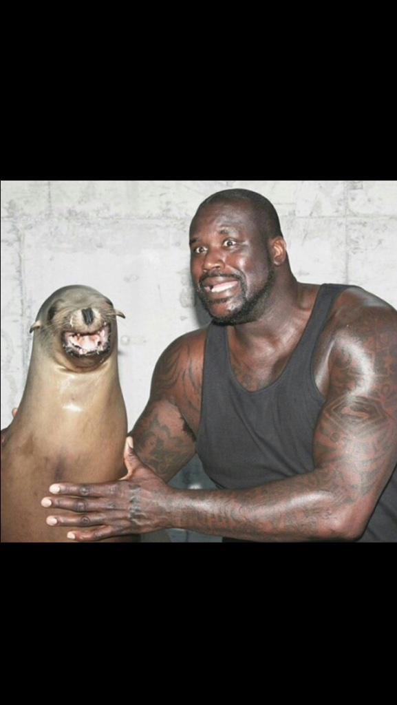  Happy birthday you slut here\s a picture of shaq looking alarmed with a seal and one sassy Mexican  