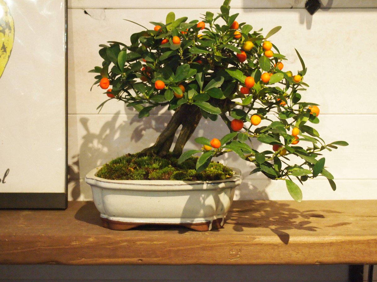 Moss 金豆 キンズ というミカン科の盆栽入荷しております 小さくてかわいいオレンジ色の実が長く楽しめる植物です 冬は室内で飾ることも可能なので観賞用として楽しめます 一点物ですのこの機会に是非どーぞ Http T Co Uzvnw7puvc