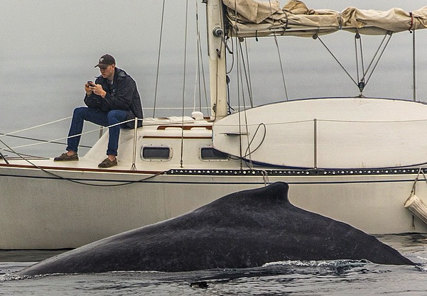 coreydierdorff's tweet image. Missing a whale two feet away from you because you were sending a text - we've all done it  mirr.im/1DhmKzI