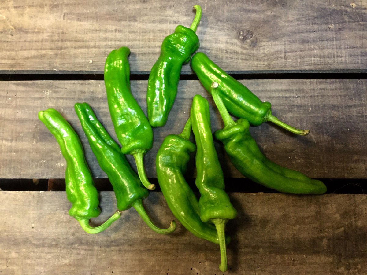 MashPurveyors's tweet image. #Friggitelli #Peppers 
In season.  In stock