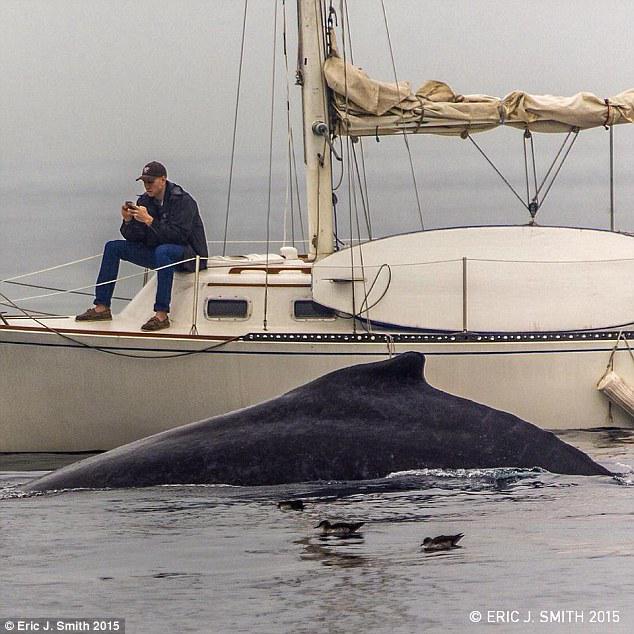 onereasonaday's tweet photo. He misses 5 times the whale's humpback to check his phone #whale #smartphone #fail http://t.co/JyQCaDsDPR