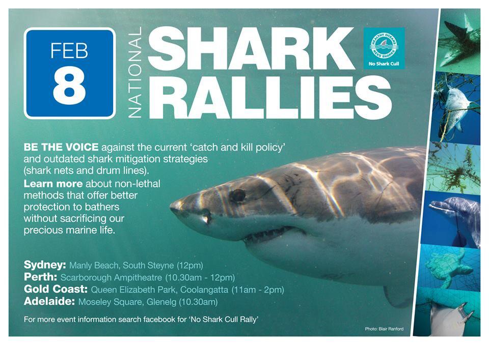 noNSWsharkcull's tweet photo. @Josiestweet pls can u retweet shame you can't come. Your support will do wonders for our sharks http://t.co/LRQwIKfpFD #illswimwithyou