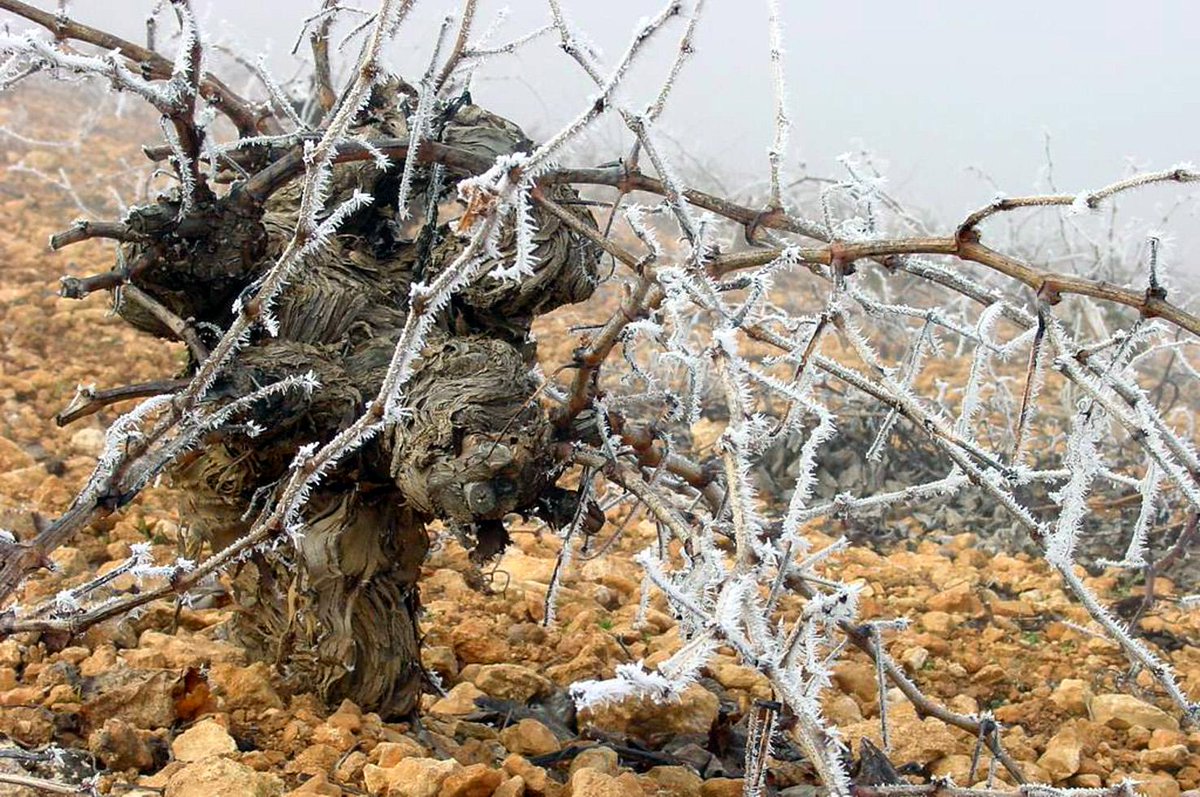 vinodelamancha tweet picture