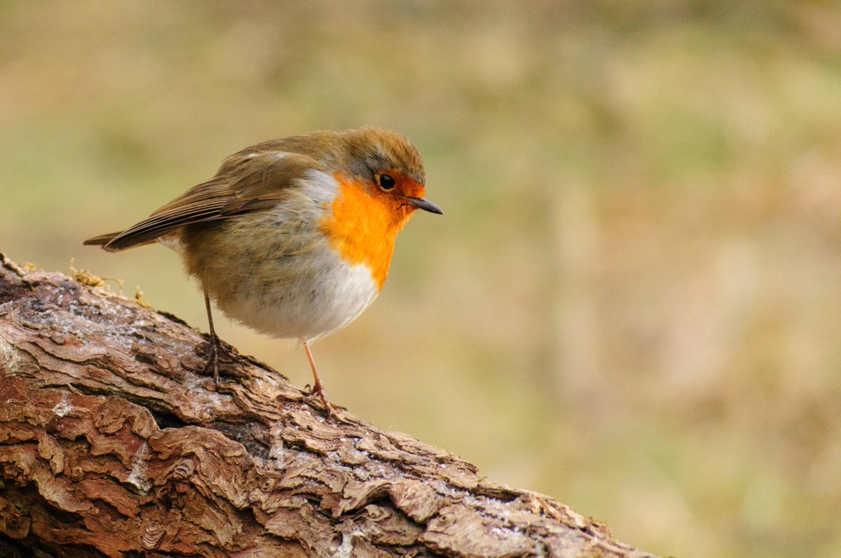 GailHurdPhotography tweet media