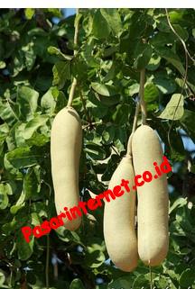 Kigelia Africana Extrac