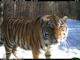 Protect_Wldlife's tweet photo. WONDERFUL NEWS: Orphaned, frost-bitten Amur #Tiger cub now thriving in Russia's Far East! @WCS http://t.co/vQrvOLFpBt http://t.co/5sC4M5TKiZ