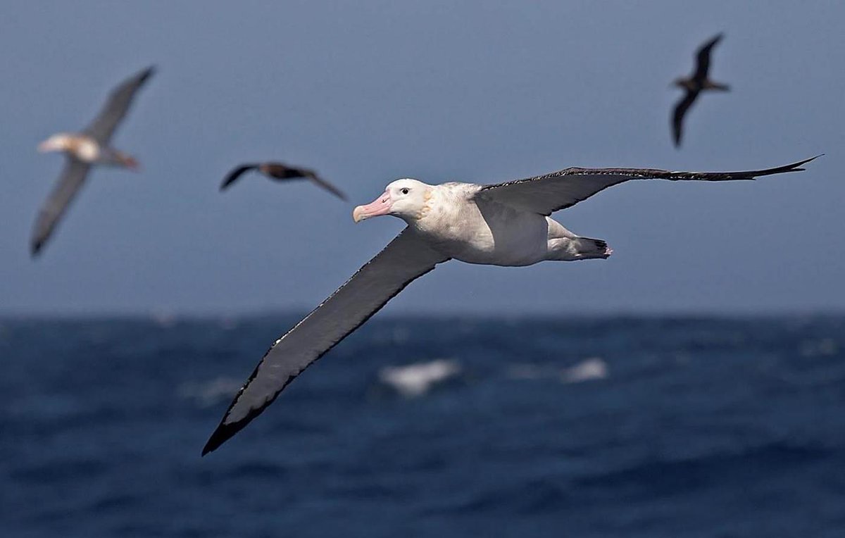 BirdLife_News's tweet photo. In the past decade over 40 BirdLife Partners have identified key sites for seabird conservation #saveseabirds http://t.co/hePJmxRbJh