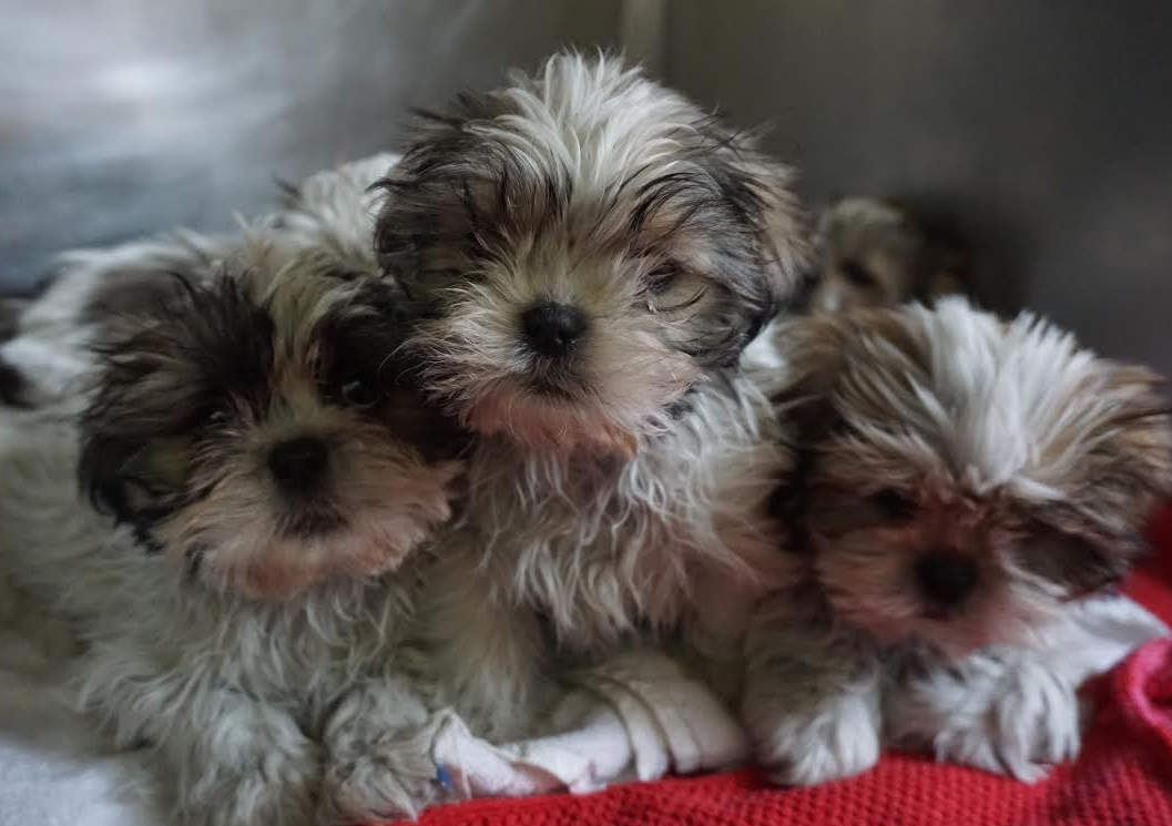 thejournal_ie's tweet photo. DSPCA investigating after 116 puppies seized leaving Dublin for the UK http://t.co/wSAd0DHh1c http://t.co/f1fCl0FCTp