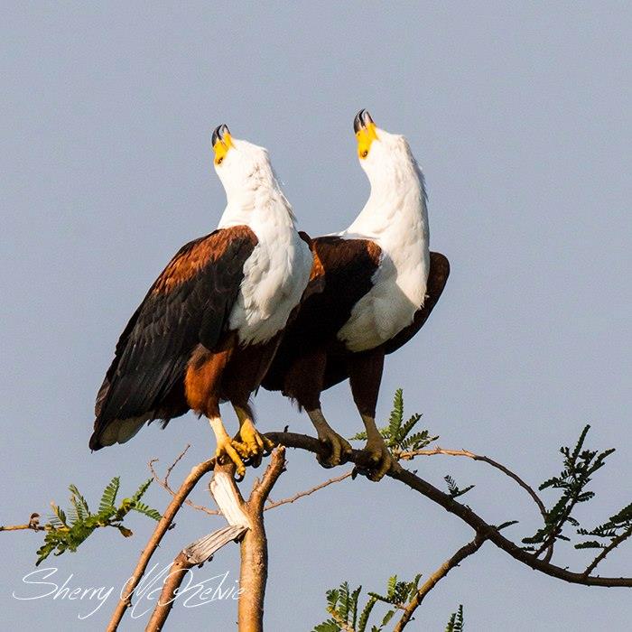 africageo's tweet photo. A pair of African #fisheagles calling on Bulago Island, #LakeVictoria, Uganda. Image by Sherry Mckelvie http://t.co/37pXsZwvKv