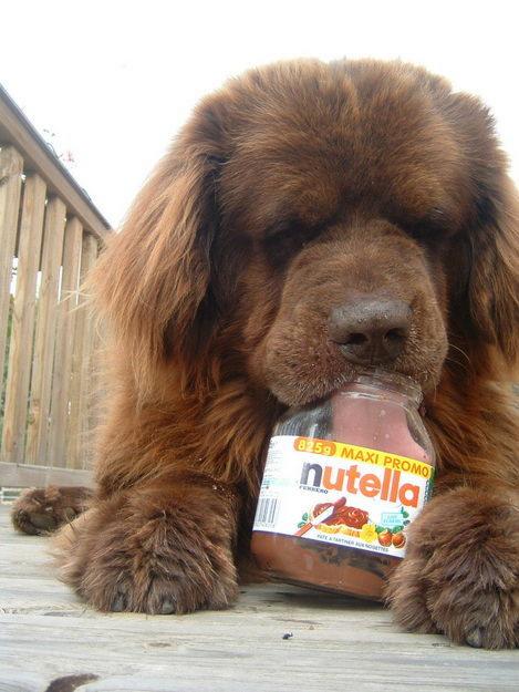 UKMagicFreebies's tweet photo. If you're not eating Nutella like this guy, get outta here... #WorldNutellaDay http://t.co/spbYDfOVxN