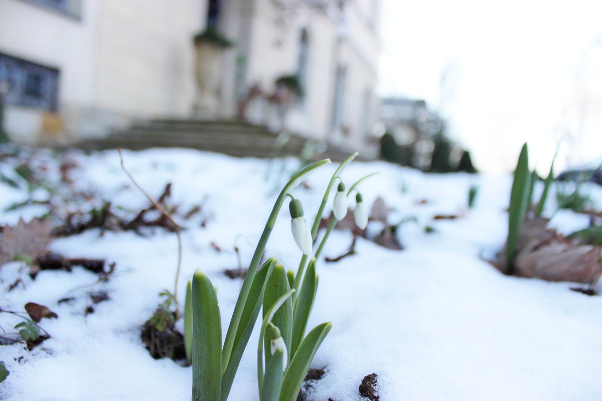 ChateauMcely's tweet photo. #spring is coming @ChateauMcely http://t.co/lqCMPVsjL7